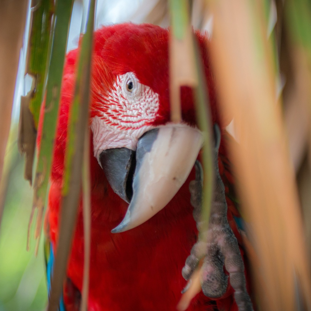 Красный попугай Ара среди стеблей растений