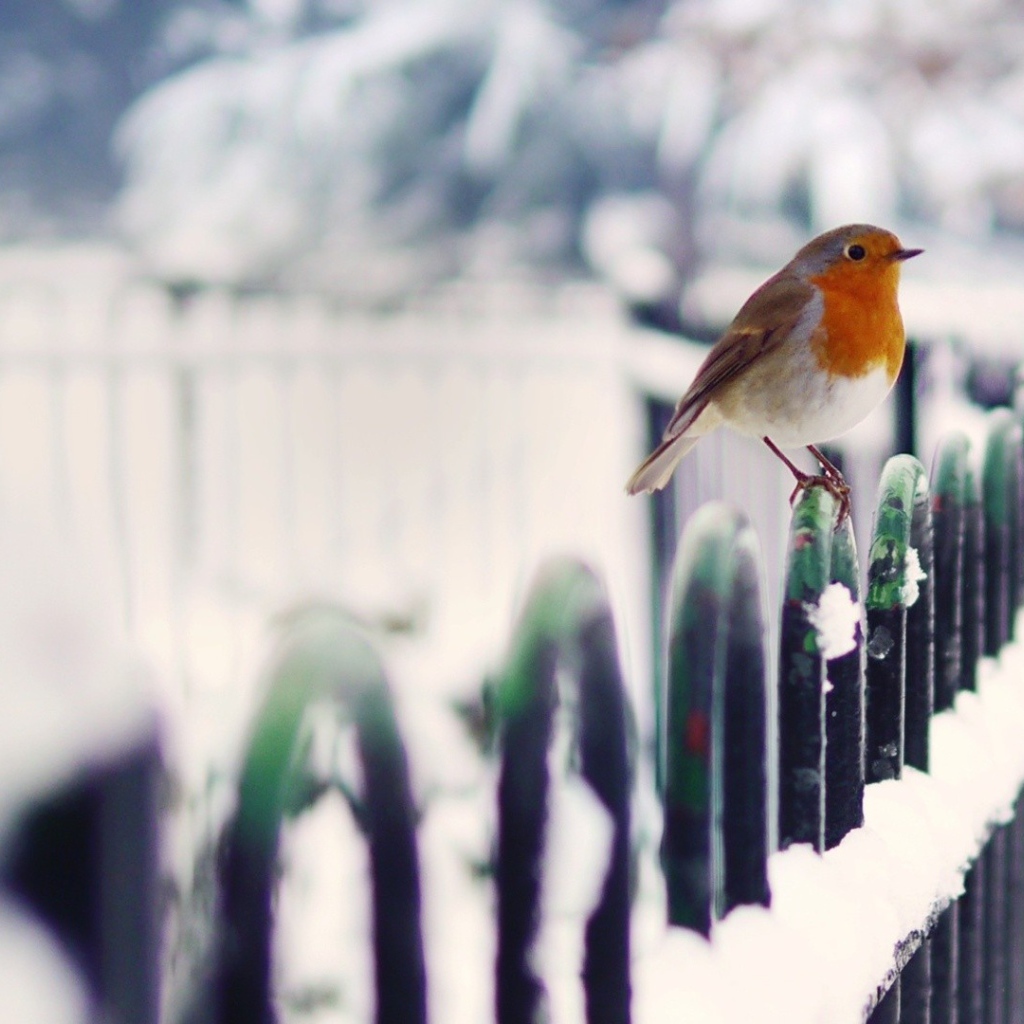 Птица малиновка зимой