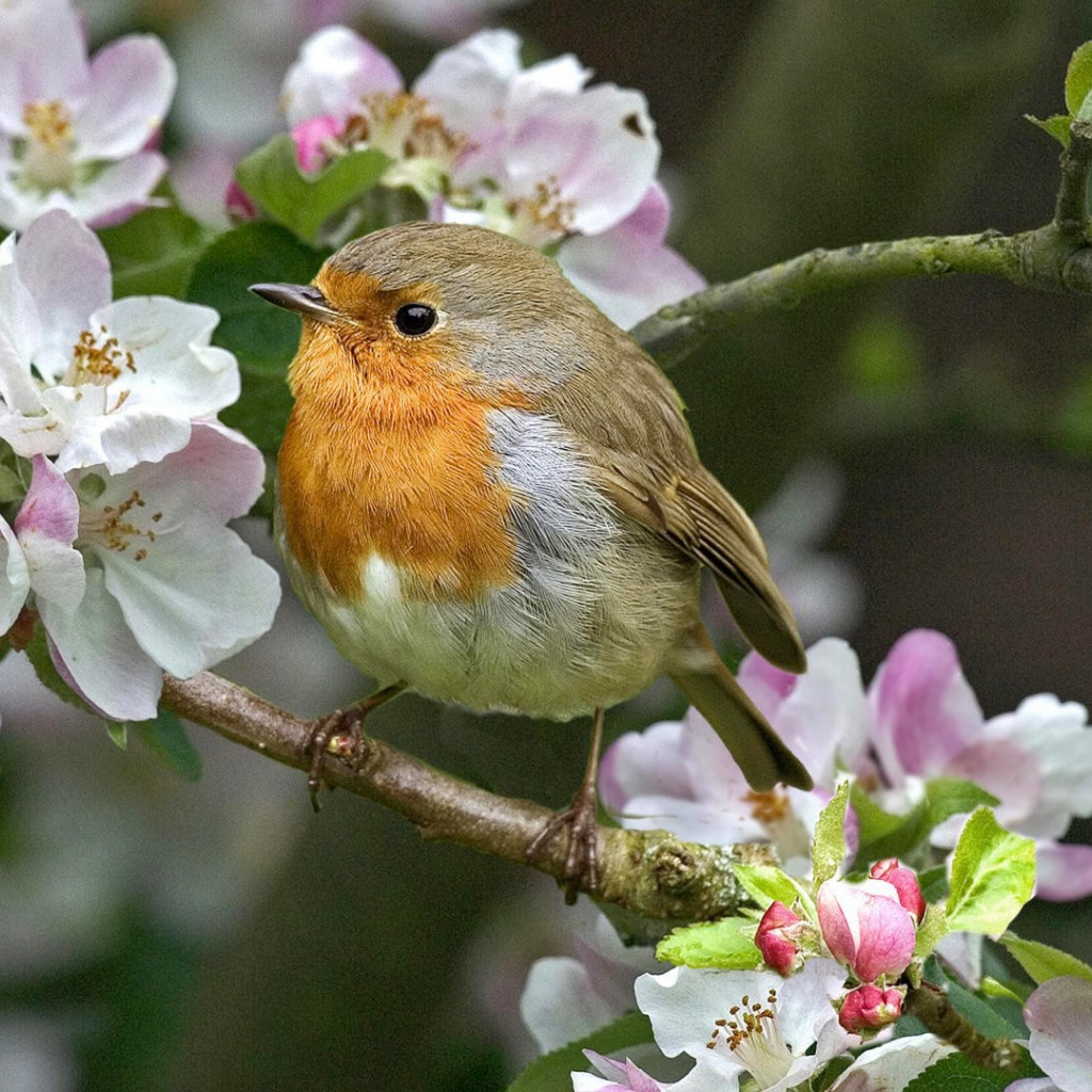 Малиновка на цветущей ветке