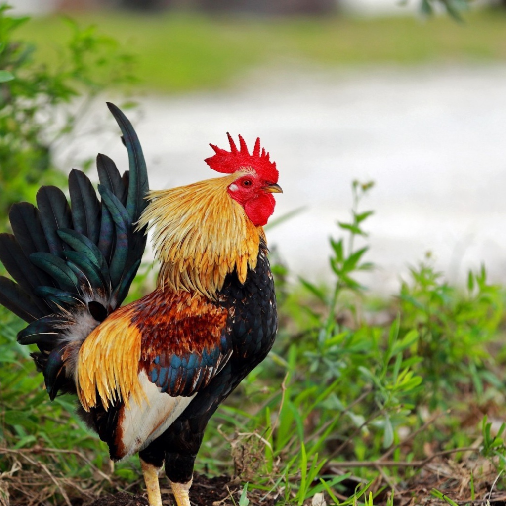 Петух стоит в траве
