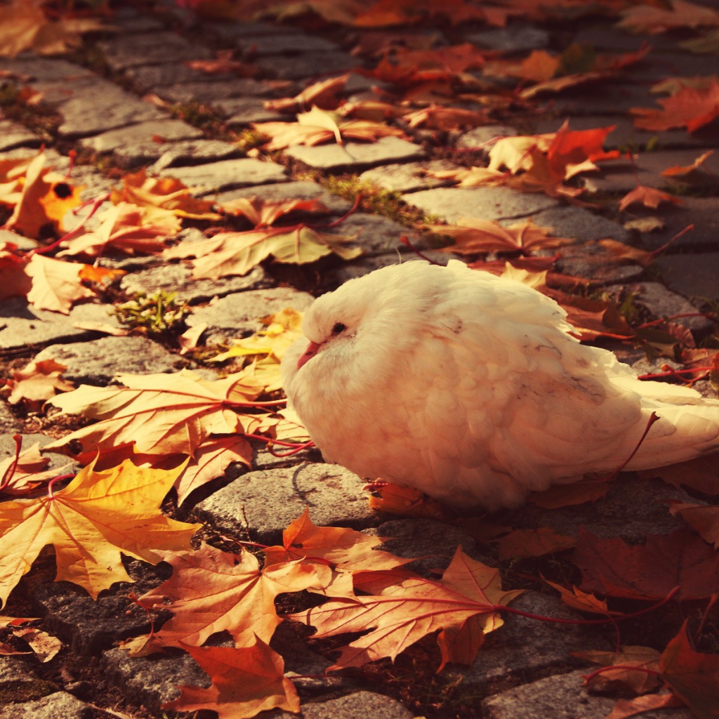 Нахохлившийся белый голубь на листьях