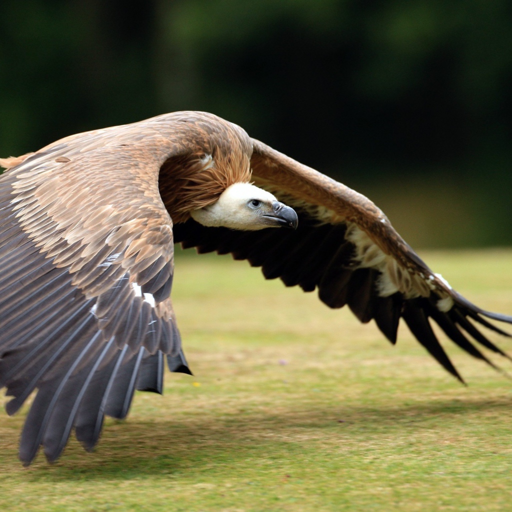 Падальщик летит над землей