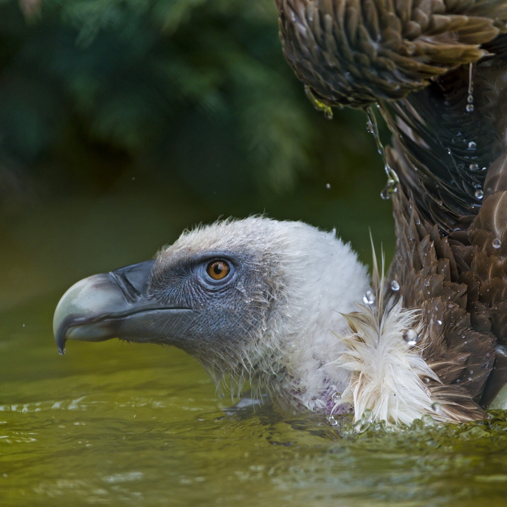 Падальщик в воде