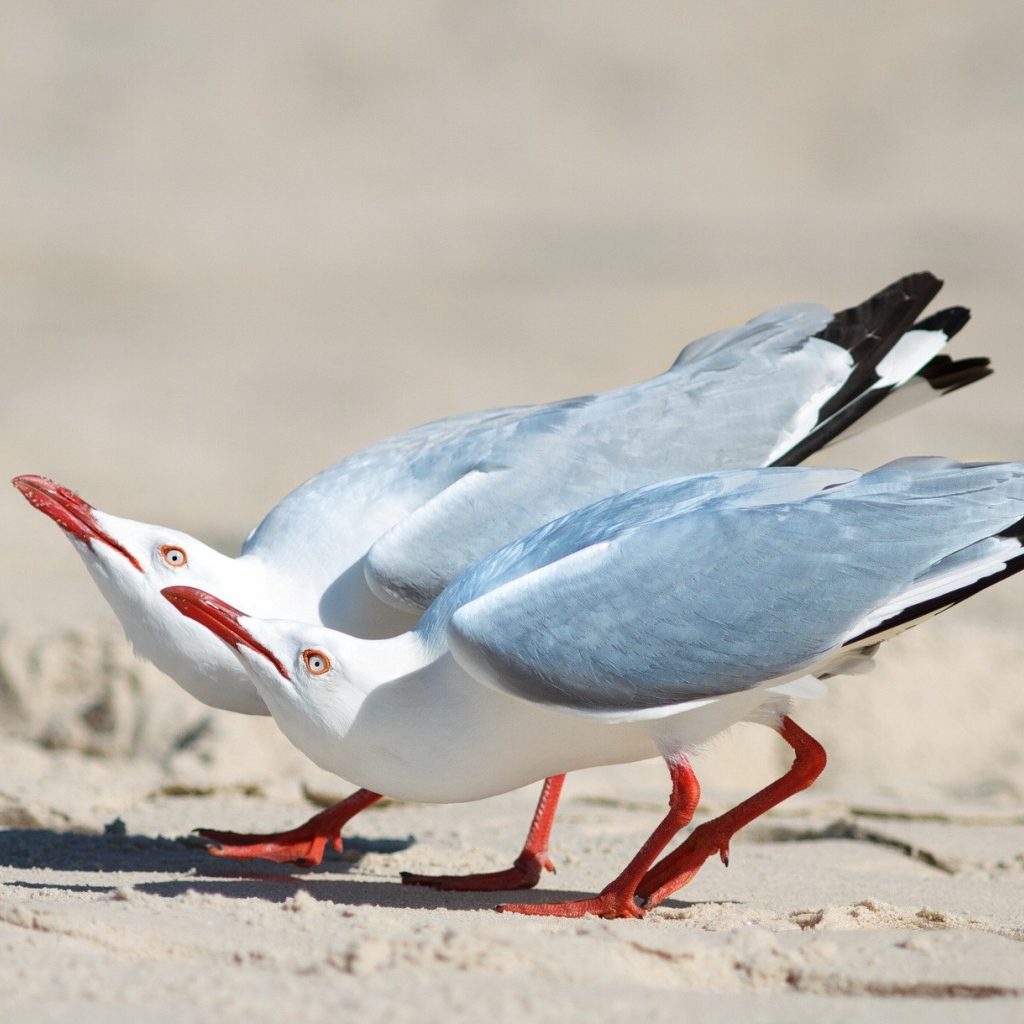 Чайки выгибают шеи вверх