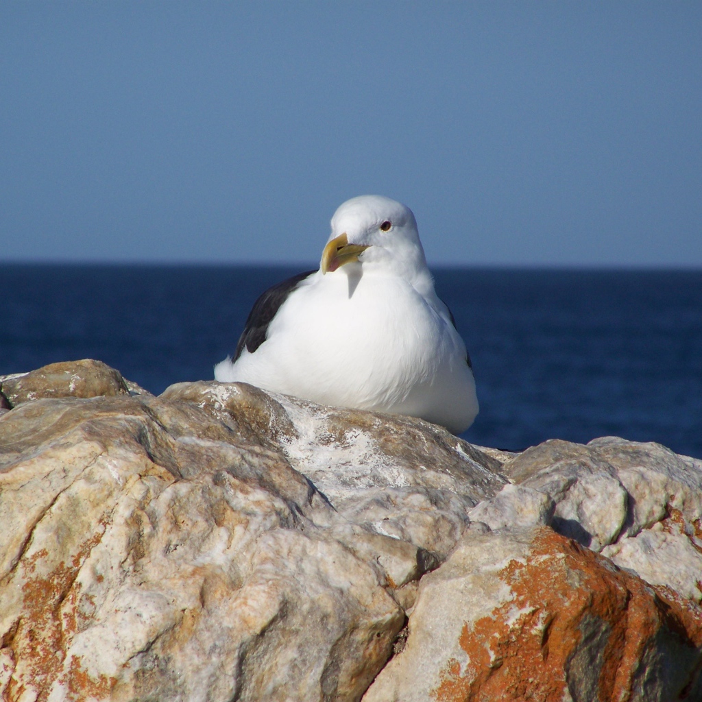 Чайка сидит на скале у моря