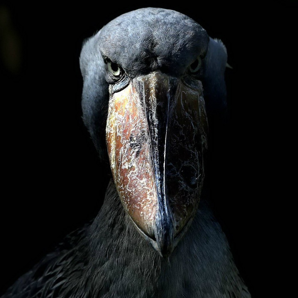 Китоглав, или королевская цапля