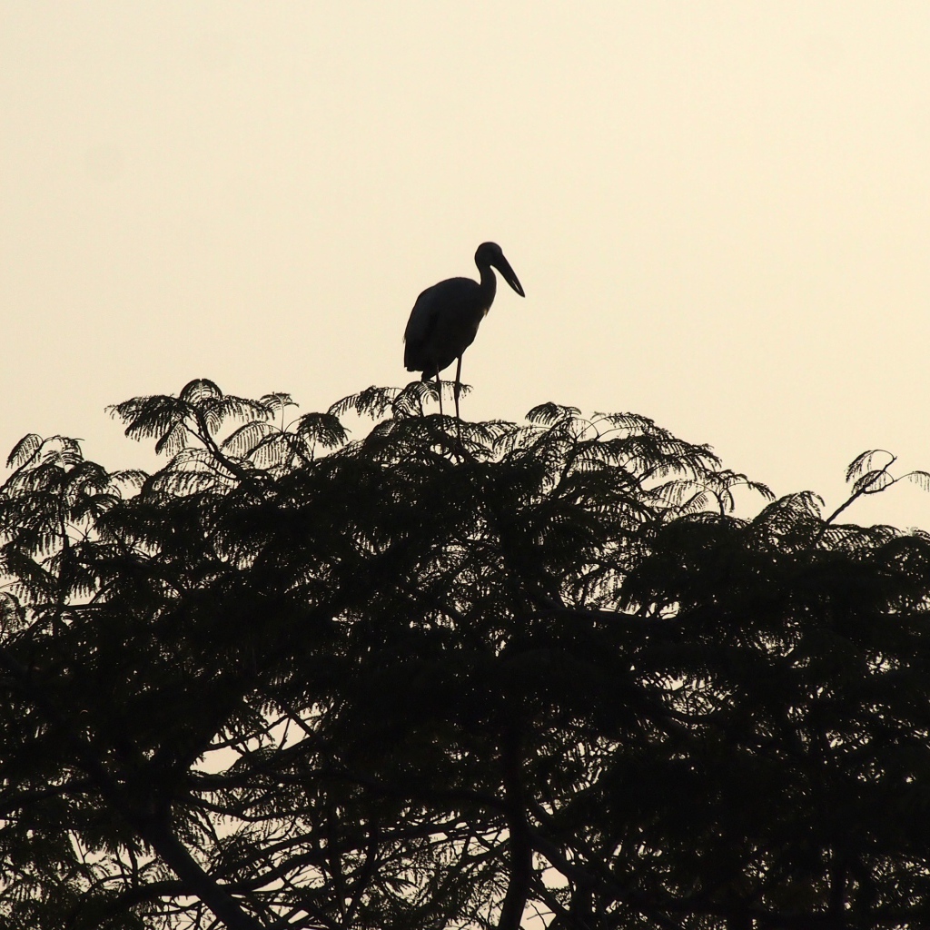 Силуэт цапли на вершине дерева