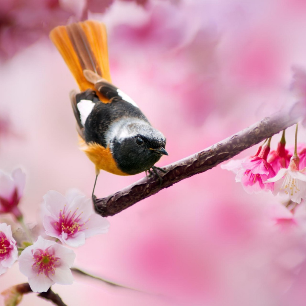 Поющая птица с оранжевым хвостом