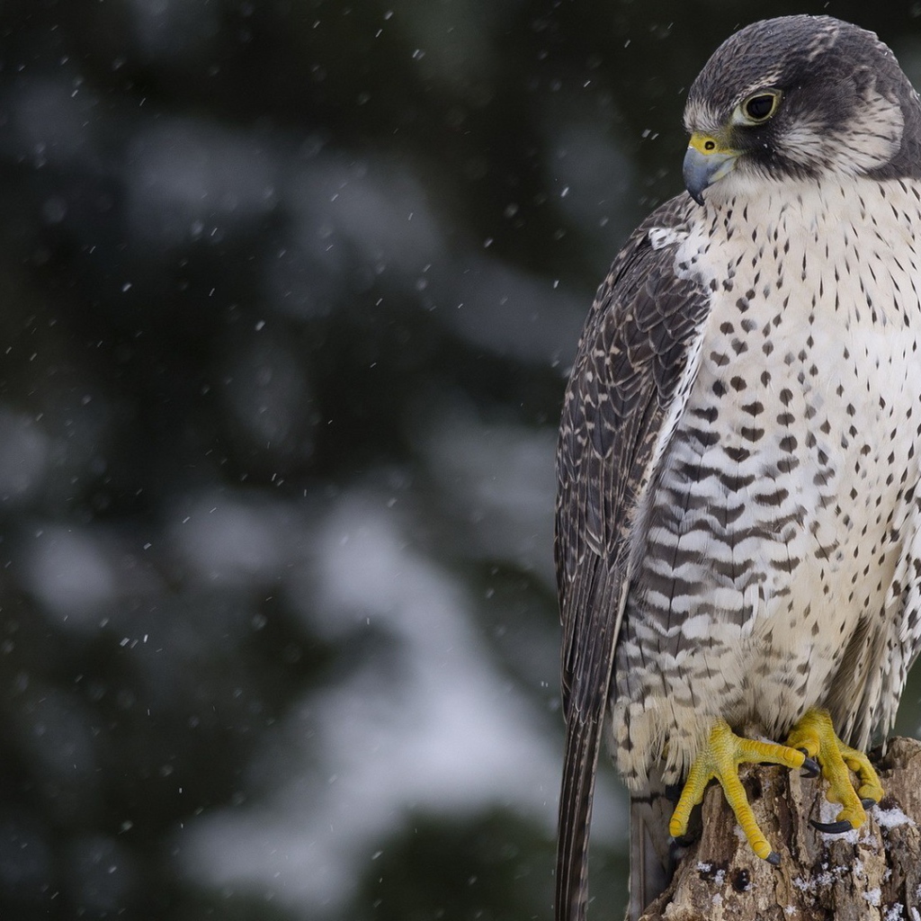 Сокол среди снегопада