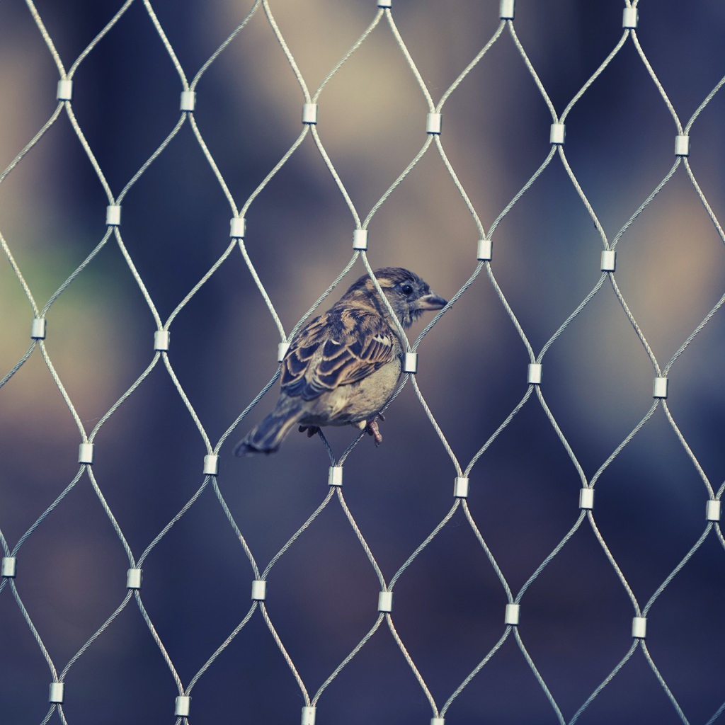 Воробей в ячейке сетчатого забора