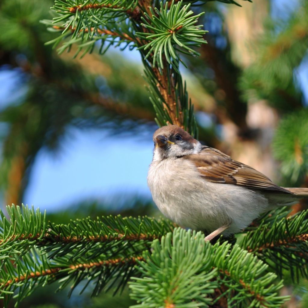 Воробей на еловой ветке