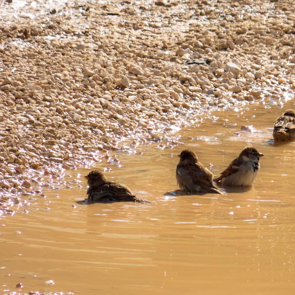 Воробьи купаются в луже