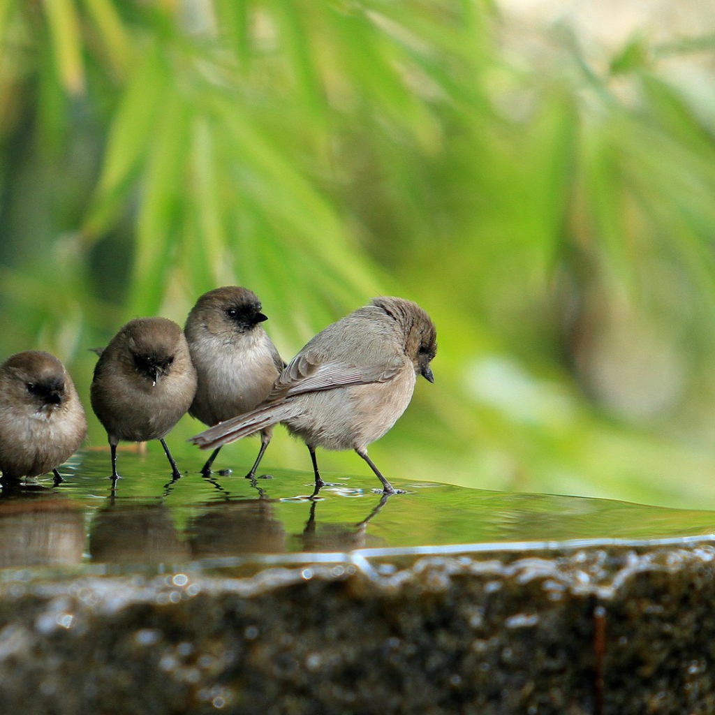 Воробьи на камне