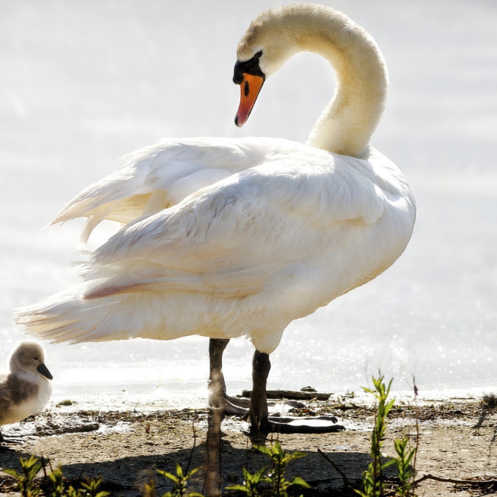 Лебедь ведет своего птенца к воде