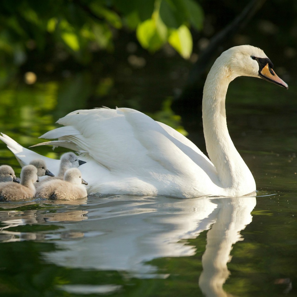 Лебедь с выводком на воде