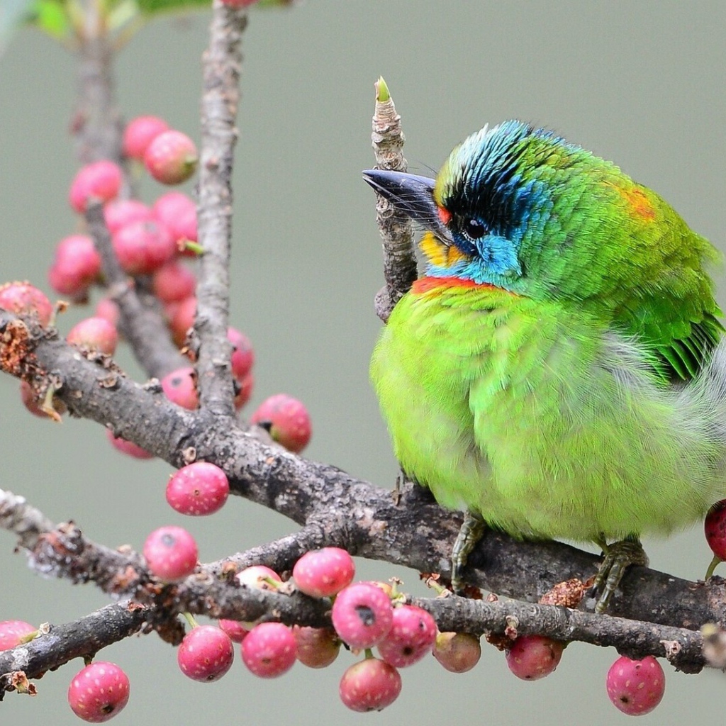 Тайваньский чернобровый бородастик