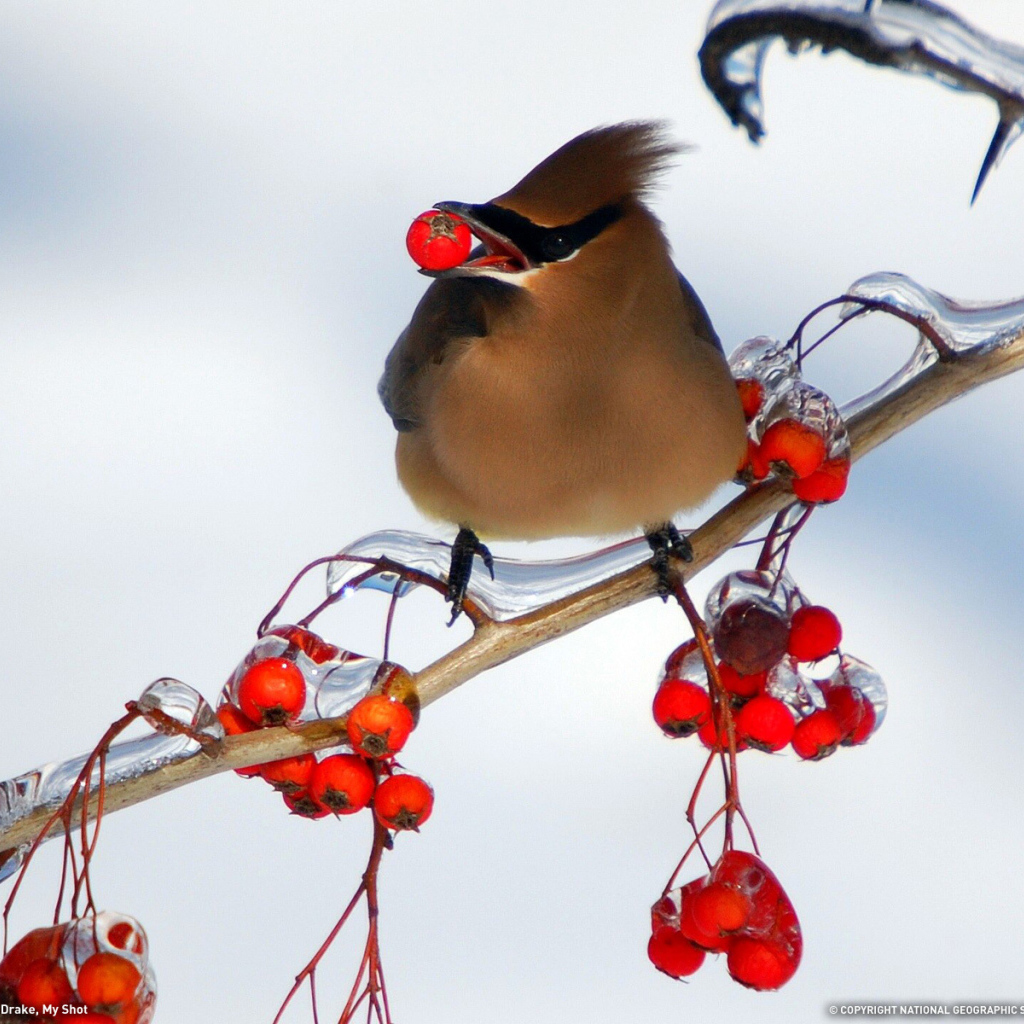 Птица ест рябину