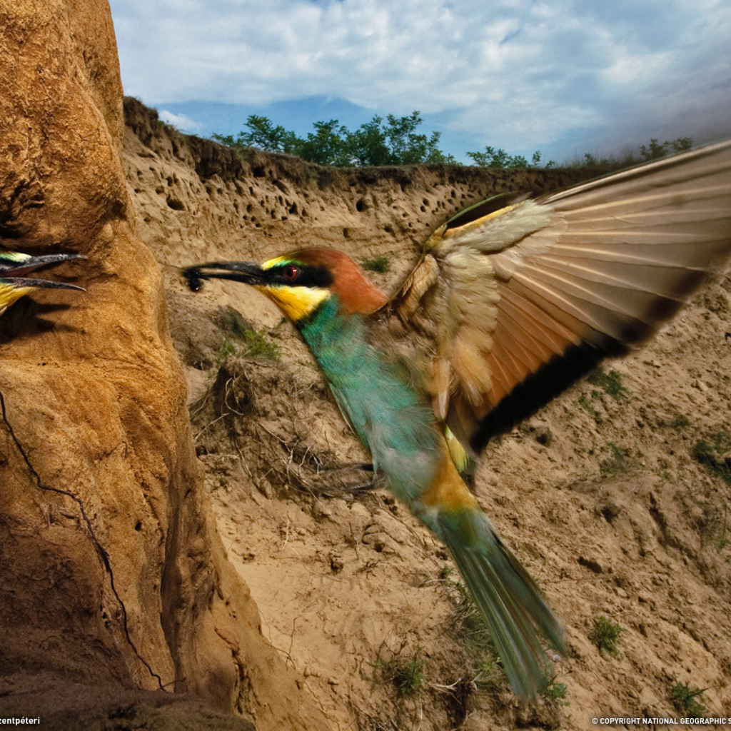 Птица кормит своего птенца