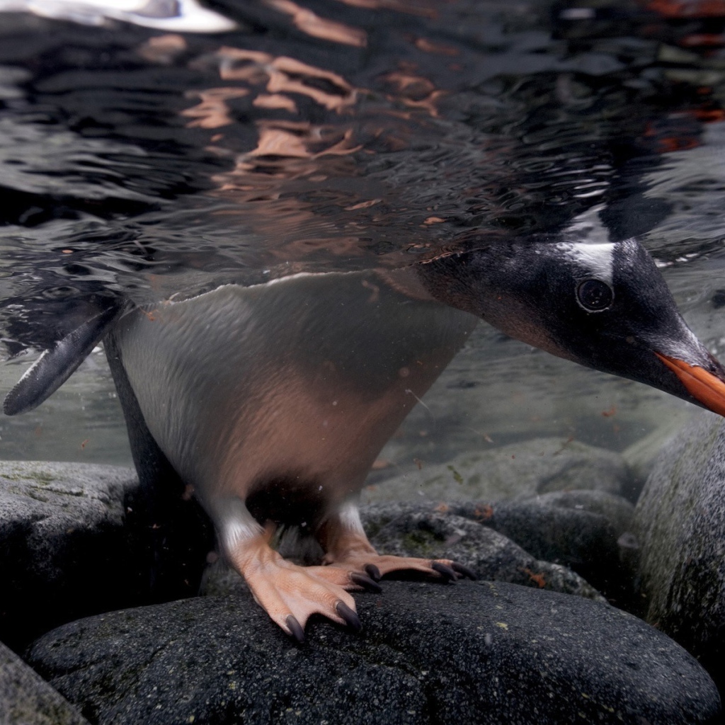 Голова и лапы пингвина под водой