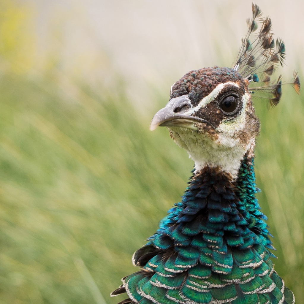 Голова дикого фазана