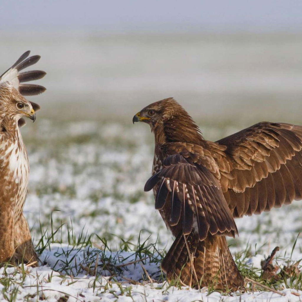 Встреча двух диких птиц