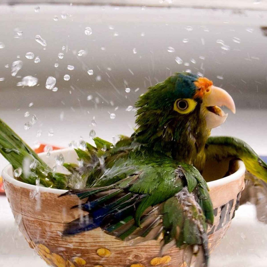 Попугай купается в чашке