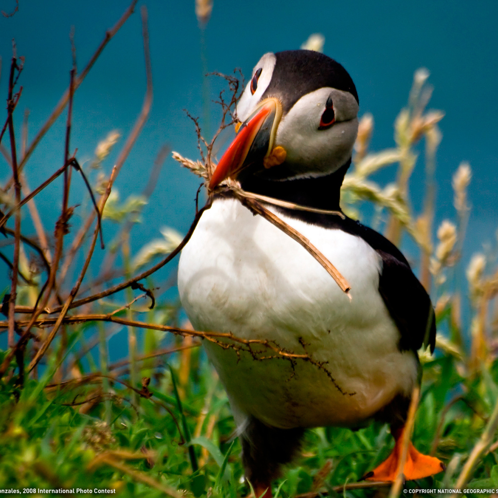 Идет строительство гнезда