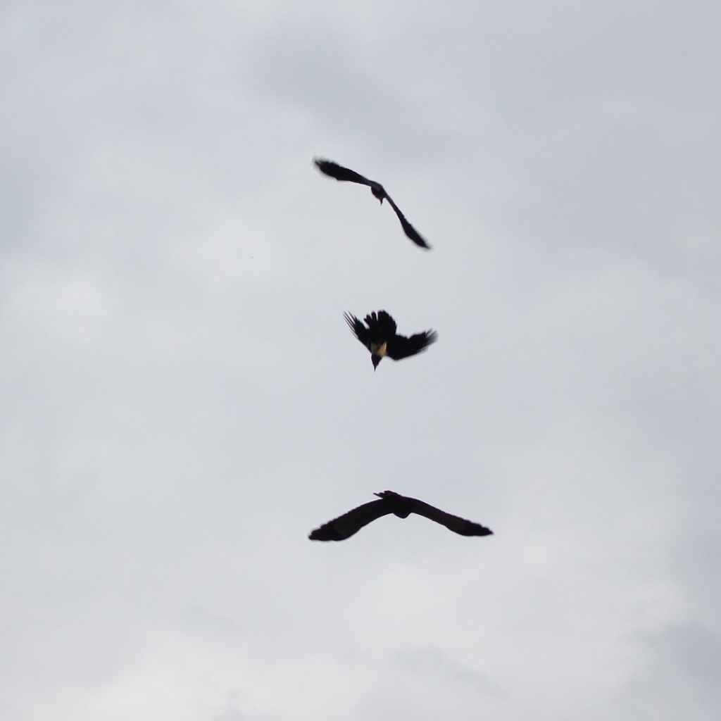 Три черных птицы в небе