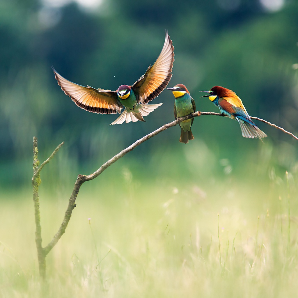 Три красочных щурка на ветке в поле