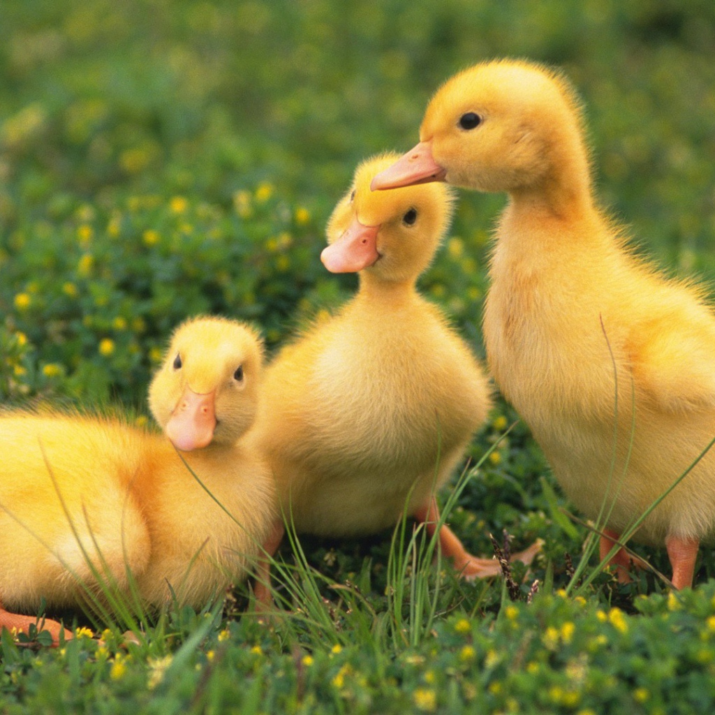 Три утенка на зеленом газоне