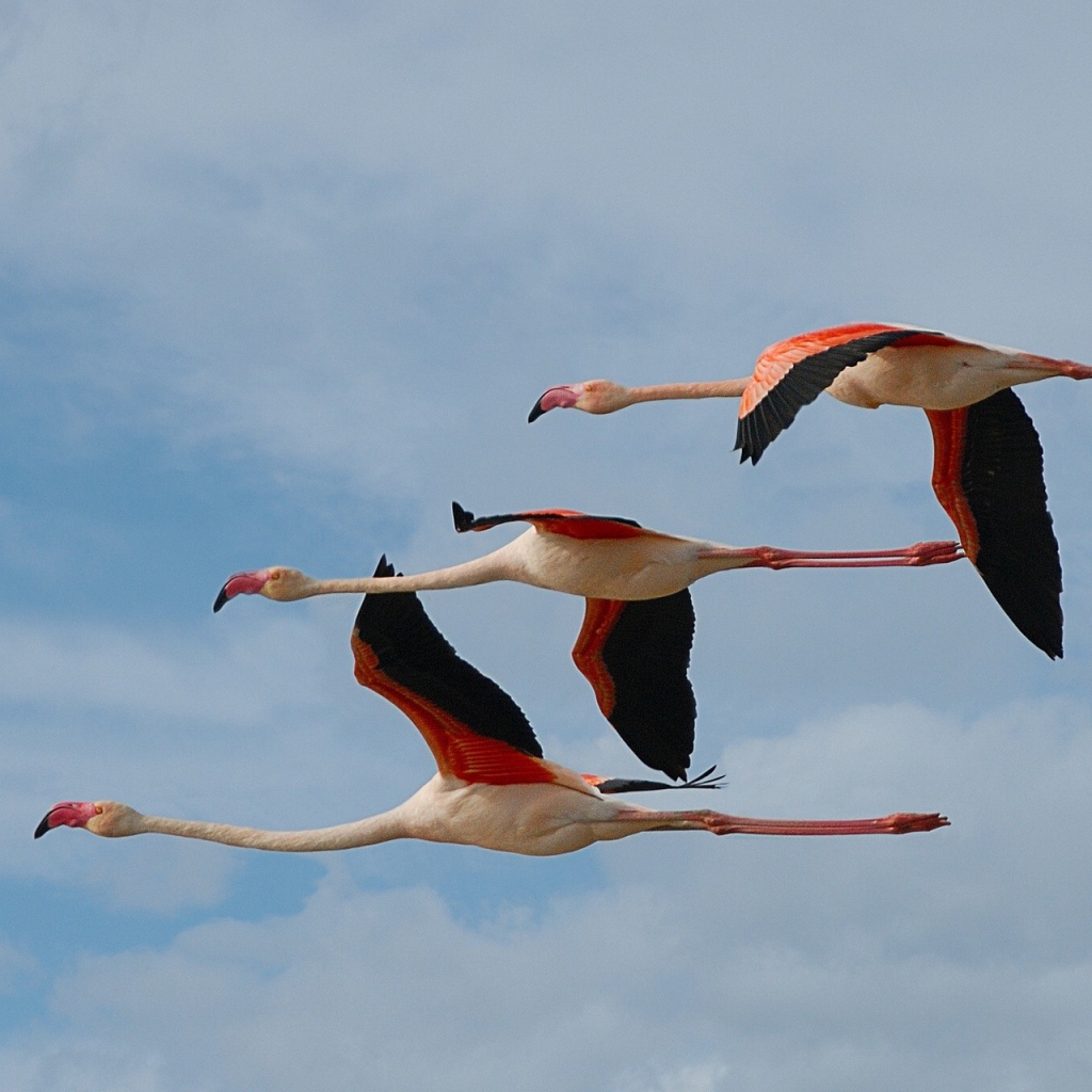Три фламинго летят в небе