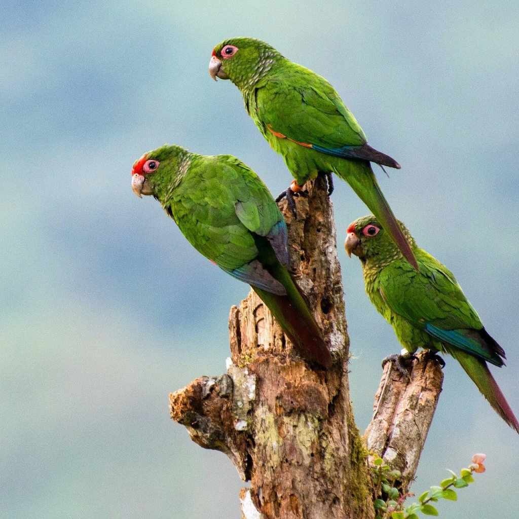 Три зеленых попугая на сухом дереве