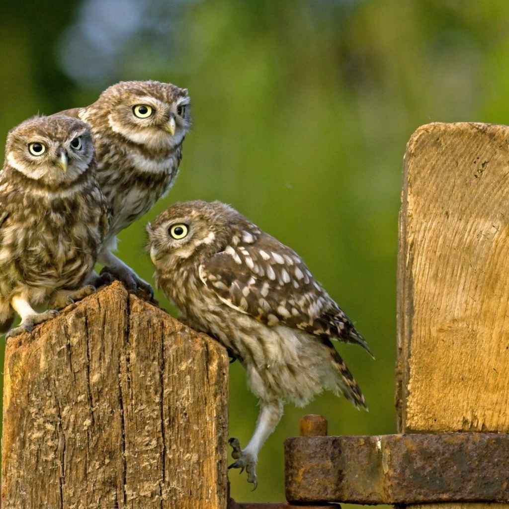 Три совы на деревянном заборе