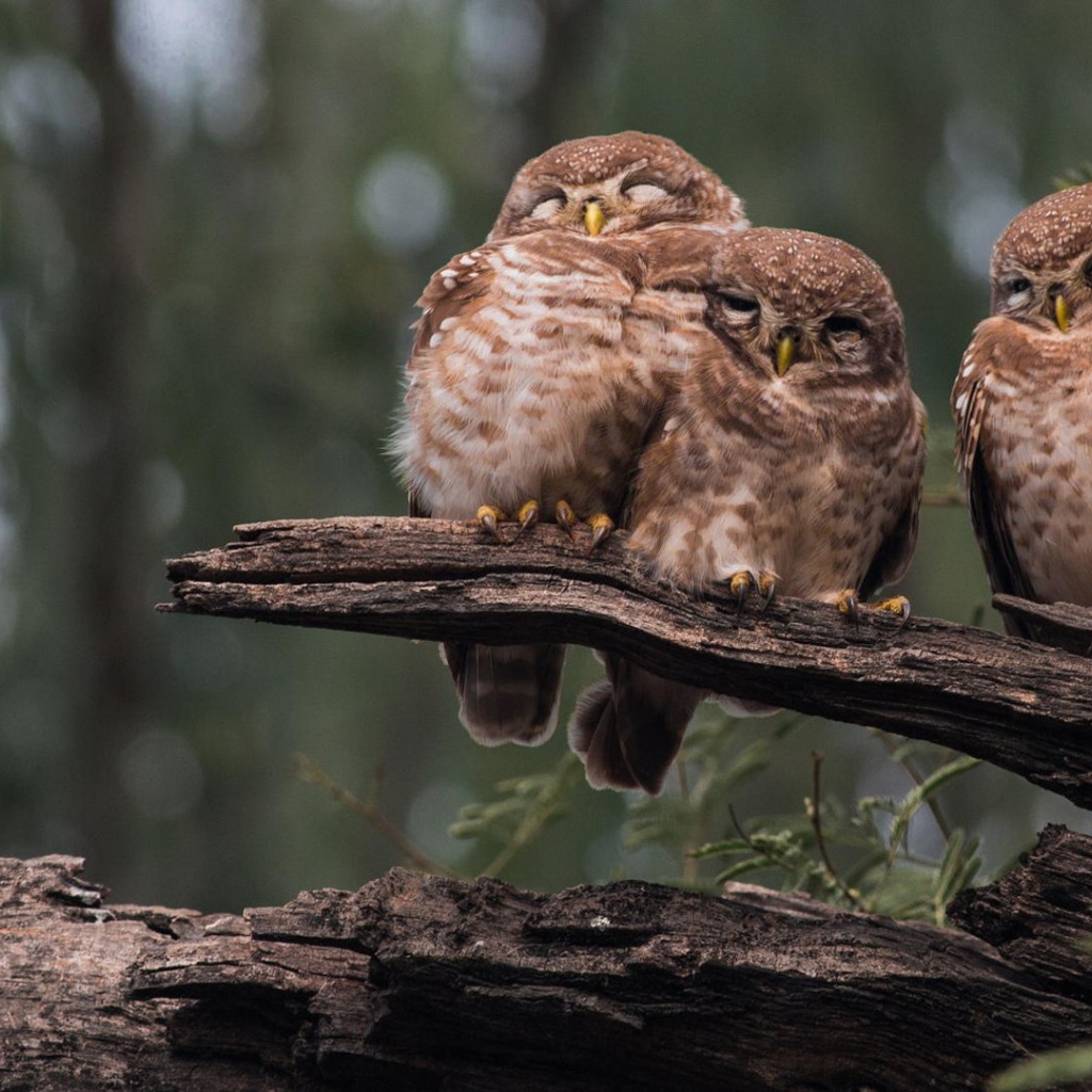 Три совы на старом дереве