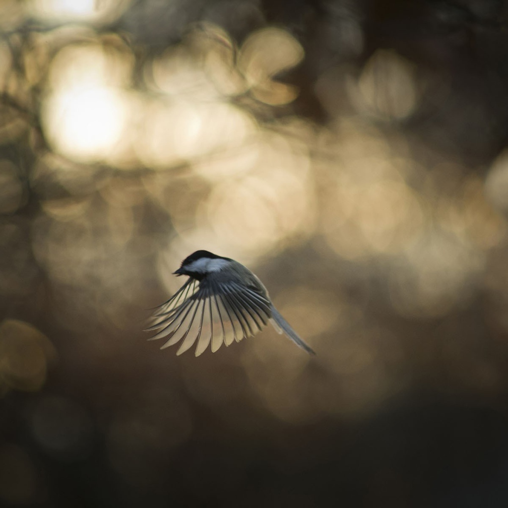 Синица во время полета