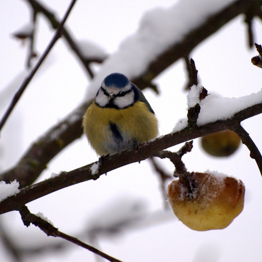 Синица в зимнем саду