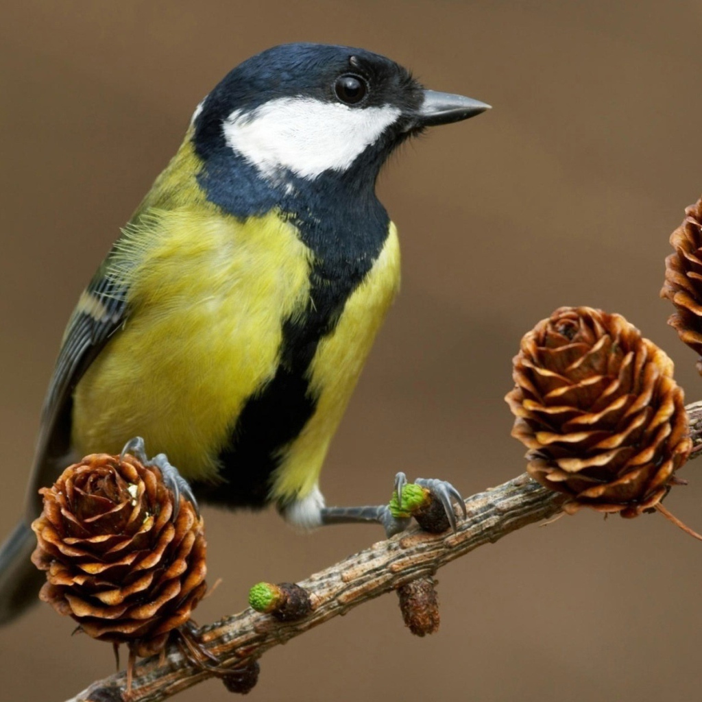 Синица на ветке с шишками