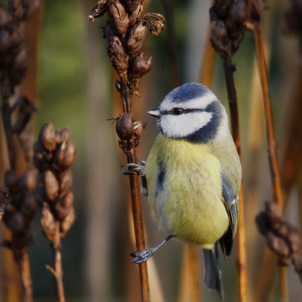 Синица на сухом колоске сорняка