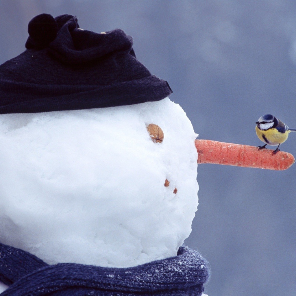 Синица на носу снеговика