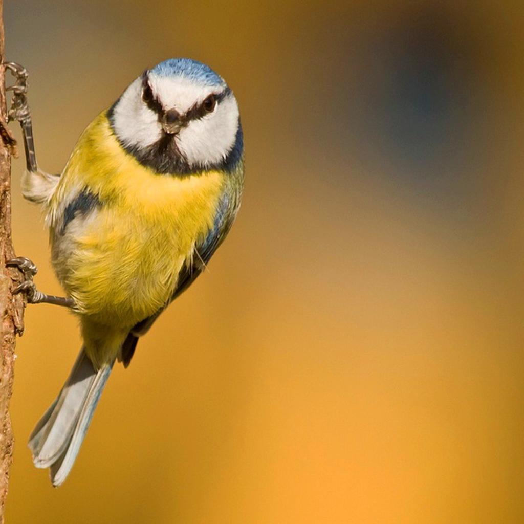 Синица ухватилась лапками за кору