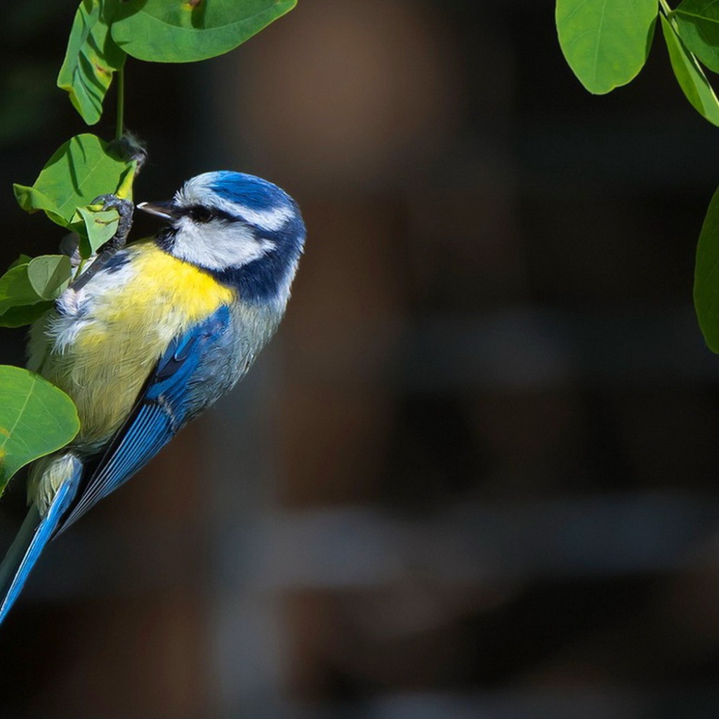 Синица сидит на зеленых листьях