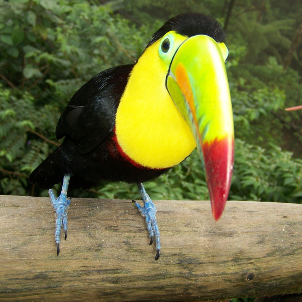 Тукан на стволе дерева