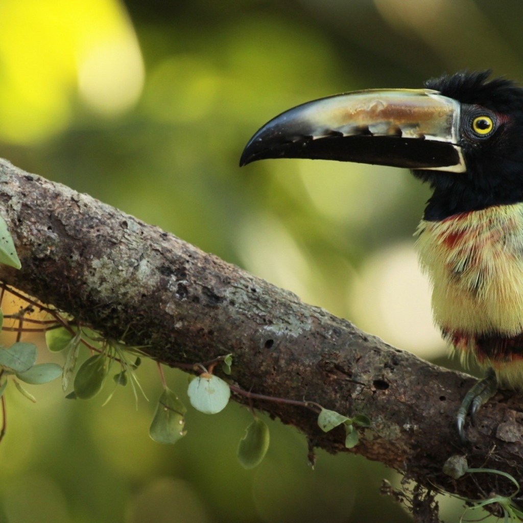 Тропическая птица с большим клювом