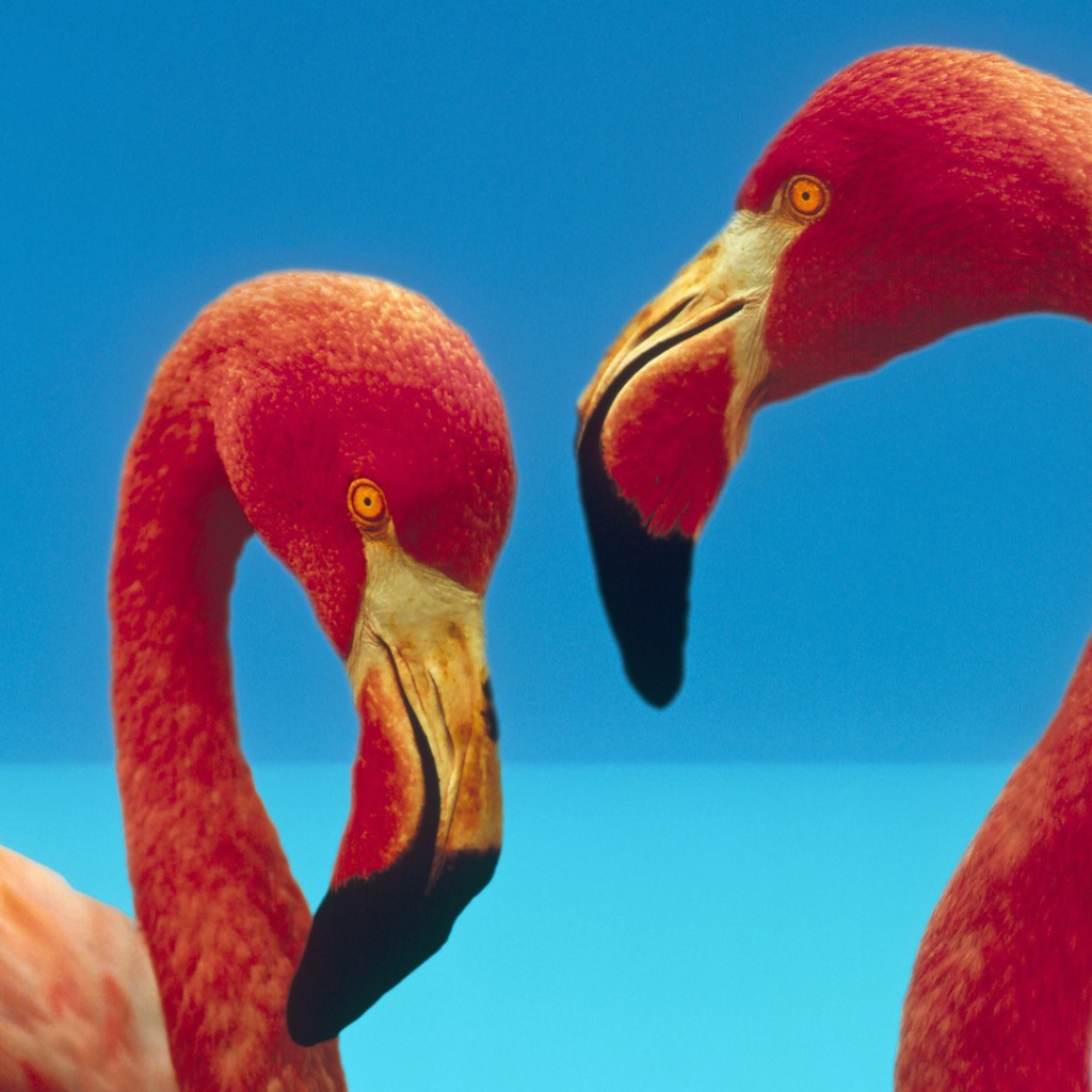 Две птицы фламинго