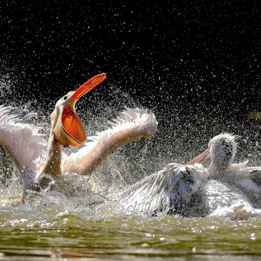 Две птицы резвятся в воде
