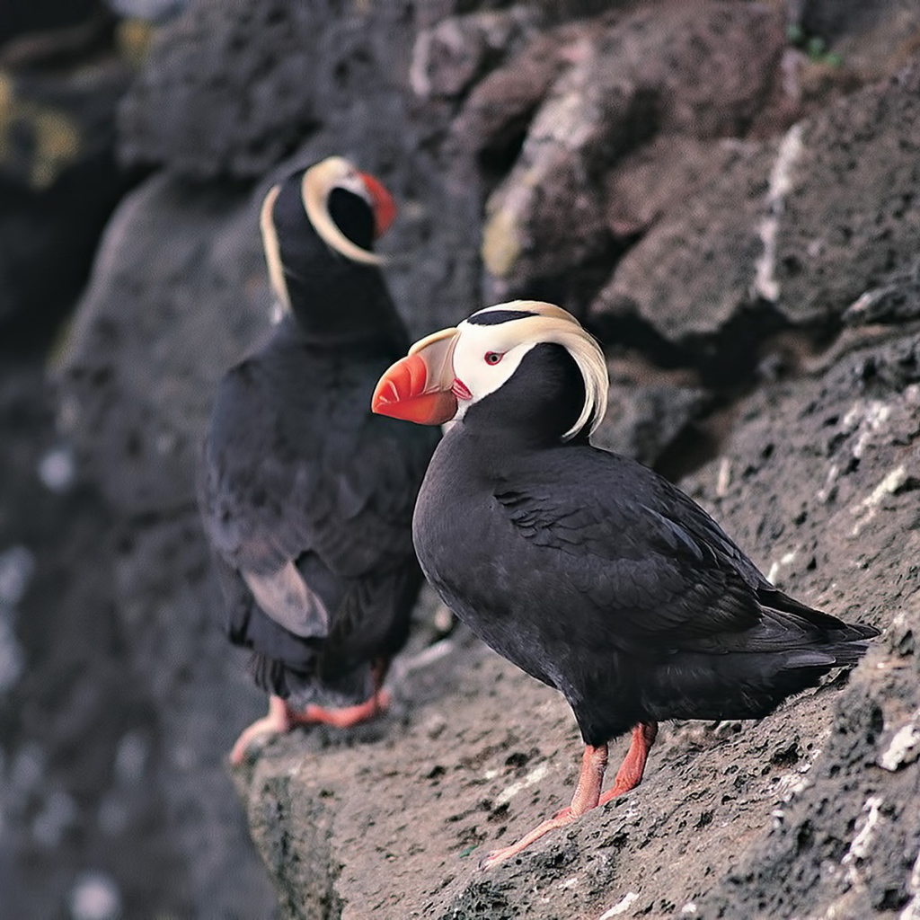 Два тупика на скале