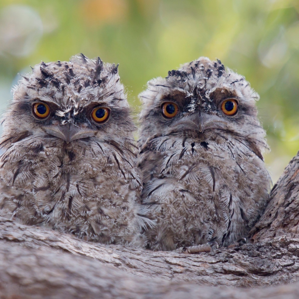 Два взлохмаченных совенка на коре дерева