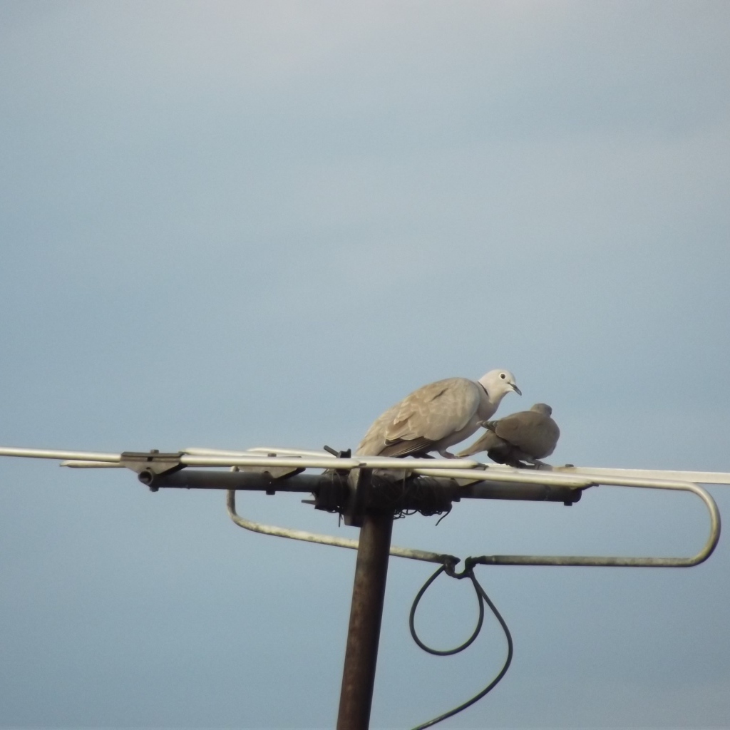 Два голубя на телевизионной антенне
