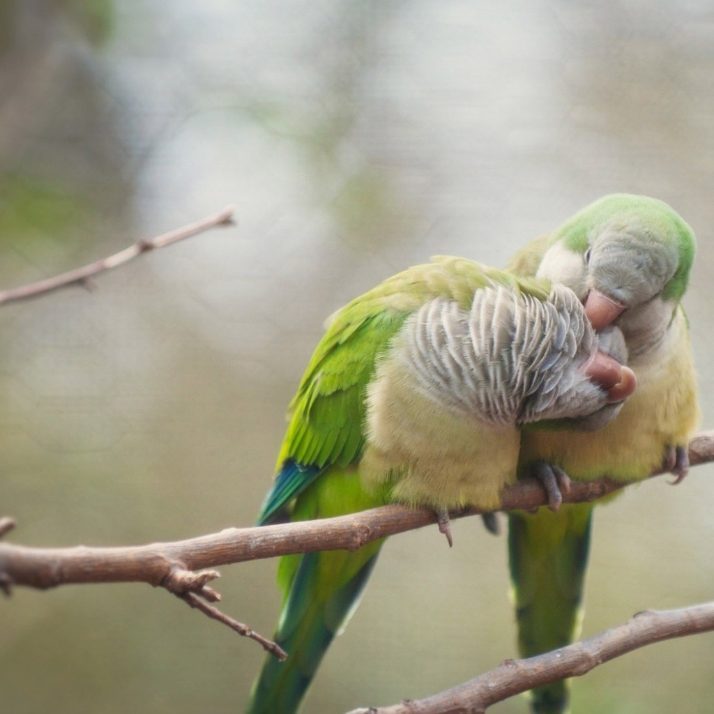 Два попугая чистят друг другу перья