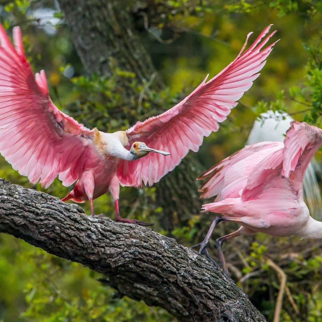 Две розовые птицы на дереве